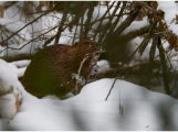 Informace o bobrech v Brdech se dostala mezi světové dobré zprávy roku 2025