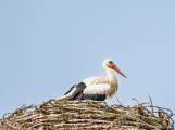 Rožmitálský čáp po roce opět přistál na komíně