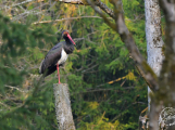 První čáp černý už je doma v Brdech. Je prvním svého druhu na našem území