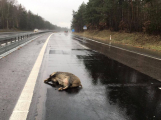 Pozor na zvěř na silnicích. V těchto měsících hrozí střety častěji