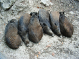 Veterináři v dovezených divočácích znovu potvrdili svalovce