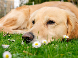 Stačí vyfotit psa. iPhone umí odhalit klíště dřív, než se přisaje