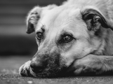 Nebezpečný import: Vzteklina se po letech vrátila do Itálie. Veterináři varují před adopcemi zvířat ze zahraničí