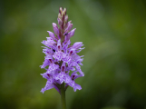 Vzácná orchidej dobývá nové lokality uvnitř Brd