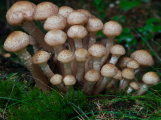 /RECEPT/ Užijte si podzimní houbaření. Rostou václavky, je z nich chutný guláš