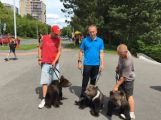 Po Příbrami se potulují tři medvědi, zvou na představení cirkusu Berousek