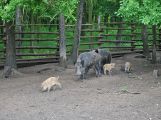 Ve Skorotíně nedaleko Příbrami byla otevřena obora se zvířaty