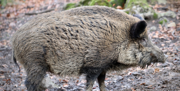 V Obecnici je možné zakoupit zvěřinu z brdských honiteb