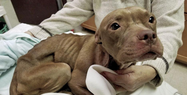 Tresty za týrání zvířat a za provozování množíren budou přísnější