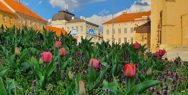 Příjemné jarní teploty začaly probouzet květinovou výzdobu města