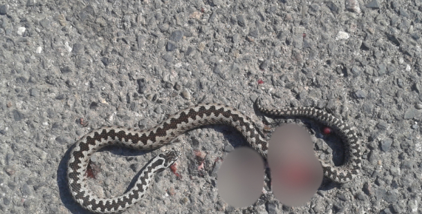 Se zmijí se na jaře můžete setkat i ve městě. Dbejte opatrnosti, radí veterinář