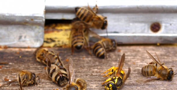 Černá můra včelařů je tady: Na Příbramsku byl zaznamenán výskyt včelího moru