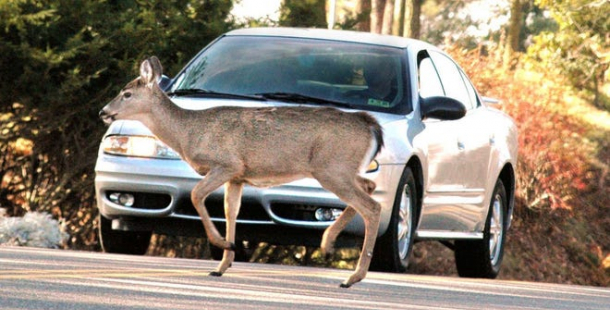 Za prví čtvrtletí došlo na Příbramsku k 61 srážkám se zvěří
