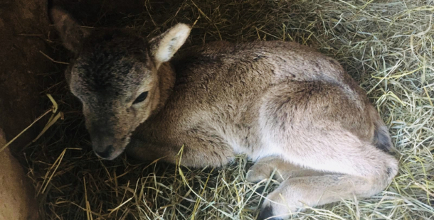 Muflonče z Brd. Neberte mláďata jejich matkám