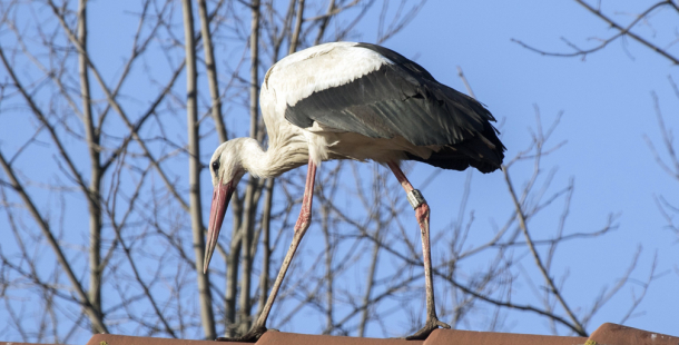 První návštěvníci v záchranné stanici