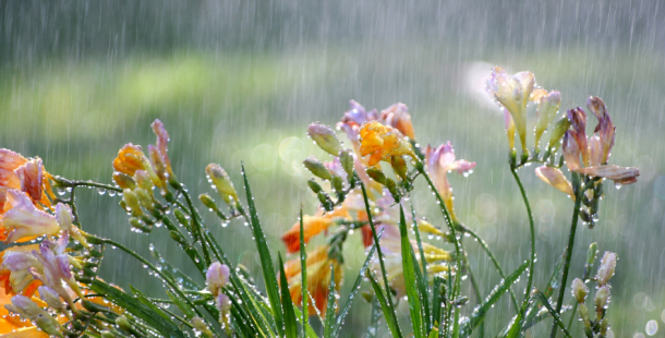 Na svatého Medarda meteorologové čekají deštivé počasí