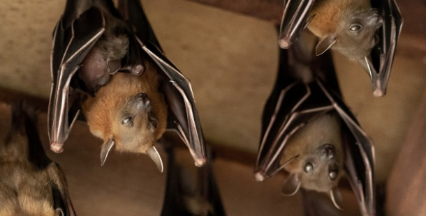 Zavřete okna, netopýří invaze je tady