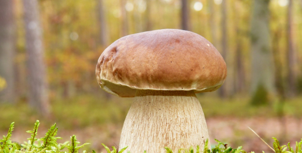 Prodejci sledují výrazný růst zájmu o sušičky hub