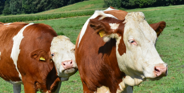 Jako na Divokém západě: Z pastviny zmizely čtyři krávy