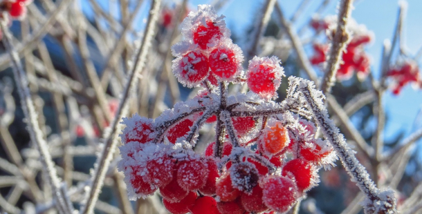 Noční mrazíky lze očekávat až po Dušičkách
