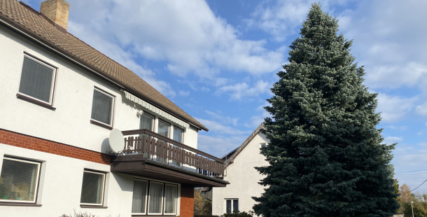 Letošní vánoční strom vyrostl v Milíně, měří patnáct metrů