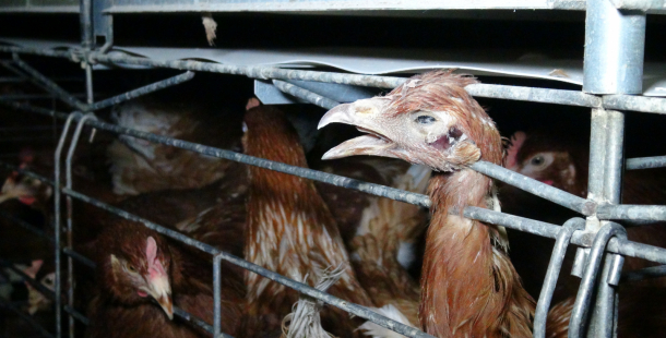 Zákaz klecových chovů podepsal prezident