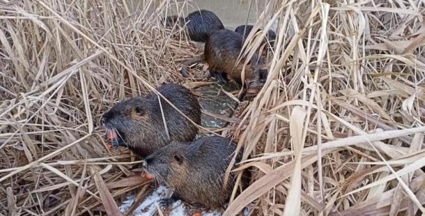 Nutrie si na Drozďáku svátky užily