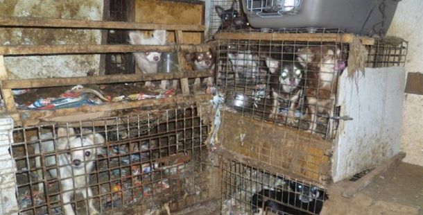 Konec množíren?  Prodej či předání psa na veřejném prostranství bude minulostí