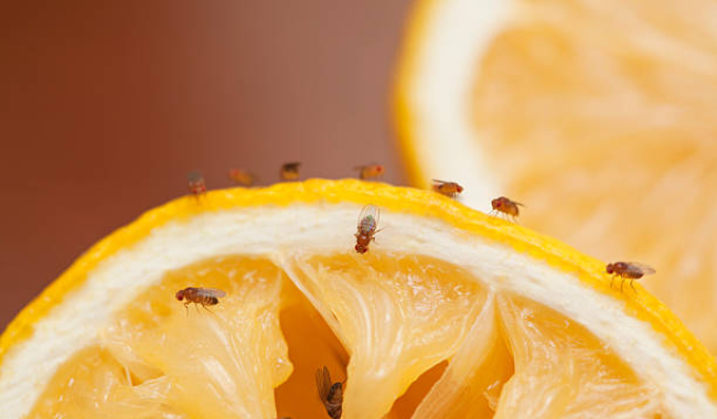 Máte doma octomilky? Tohle je důvod — a řešení, které opravdu funguje