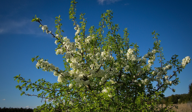Po jarním nádechu přinese studená fronta citelné ochlazení, hrozí i mrazy, na horách i sníh