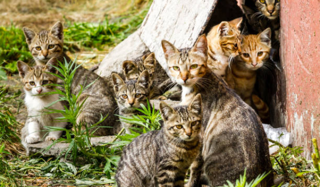 Příbram řeší kočičí krizi: zastupitelé budou rozhodovat o více než 1,3 milionu na péči o toulavé kočky