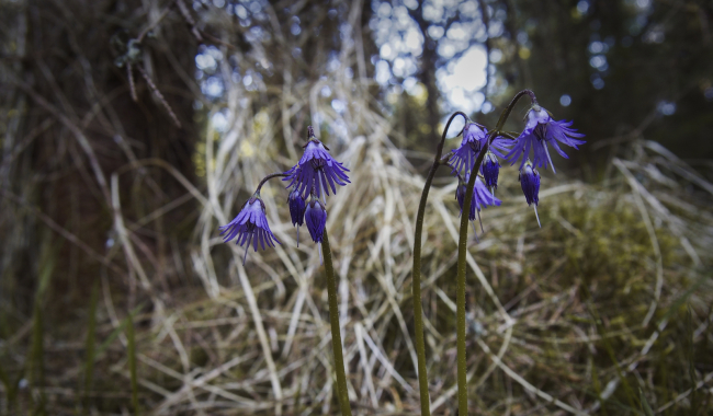 Dřípatka horská: brdská kráska z přítmí starých smrčin