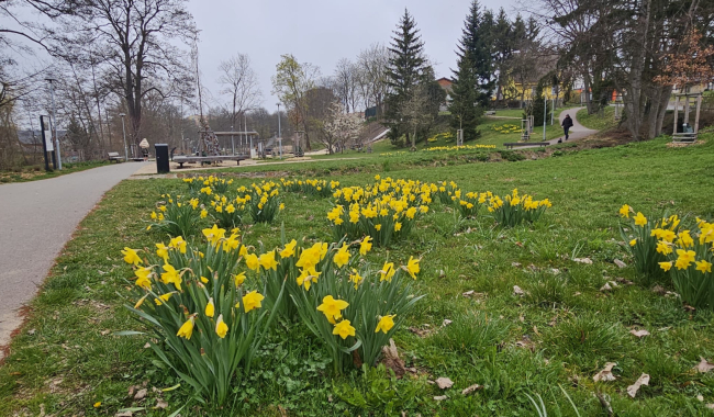 Včely, sady, děti, odpady. Příbram podpoří projekty, které mají smysl