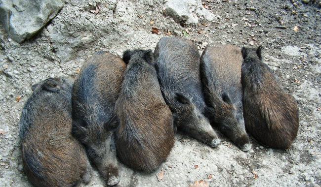 Veterináři v dovezených divočácích znovu potvrdili svalovce