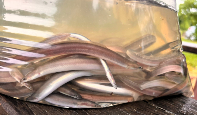 Tajemní poutníci ze Sargasového moře dostali posilu. Do kraje zamířilo 25 tisíc úhořů