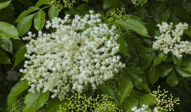 Bez černý, voňavá léčivka našich zahrad a cest