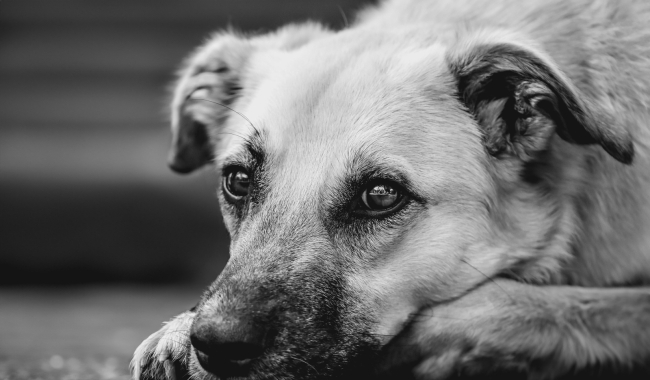 Nebezpečný import: Vzteklina se po letech vrátila do Itálie. Veterináři varují před adopcemi zvířat ze zahraničí