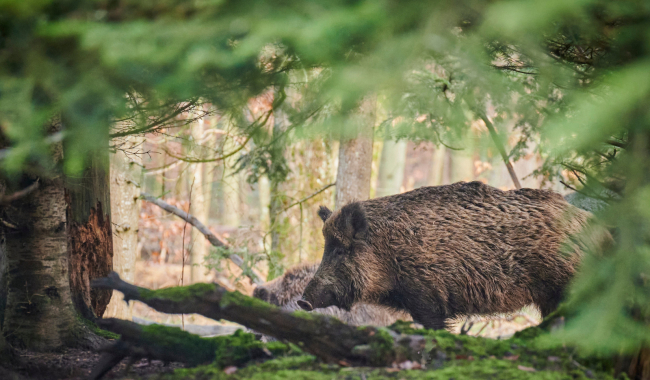 U divočáka dovezeného z Maďarska zjistila veterinární prohlídka nebezpečného svalovce