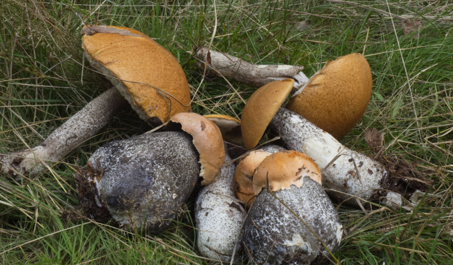 Křemenáč není jen jeden! Kolik druhů možná míjíte v lese, aniž o tom víte?