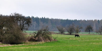6. Jarní výstup na Petráškovu horu aneb překrásnou brdskou krajinou proti průzkumu a těžbě zlata