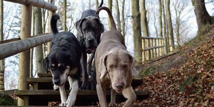 „Vychovaný pes je bezpečný pes“