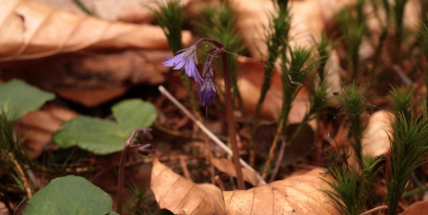Do Brd přišlo jaro, blíží se čas na komentované vycházky