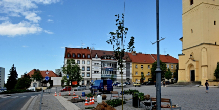 Příští rok bude už na náměstí vonět kvetoucí lípa