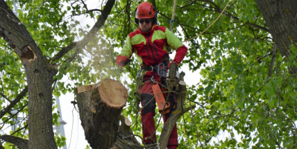 V lesoparku probíhá revitalizace porostu podél Litavky