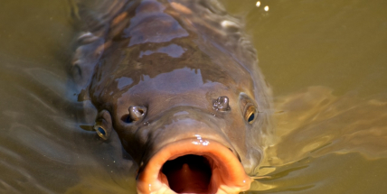 Kapři a líni budou hospodařit na Nováku