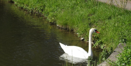 V labutím hnízdě na Nováku jsme ráno nenašli ani jedno vejce