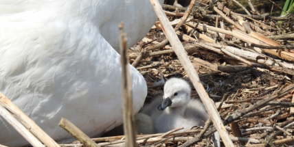 Foto dne: První mládě labutě se vyklubalo na svět