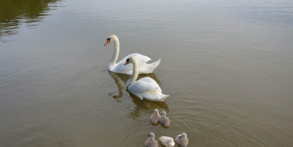 Postrádáte labutí rodinu z Nováku?