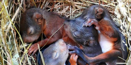 Bouřky jsou nebezpečím i pro zvířata. Nárazový vítr, který je provází, může ohrozit mláďata. Víte, jak jim pomoci?
