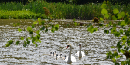 Už se vám stýskalo po labutí rodince?